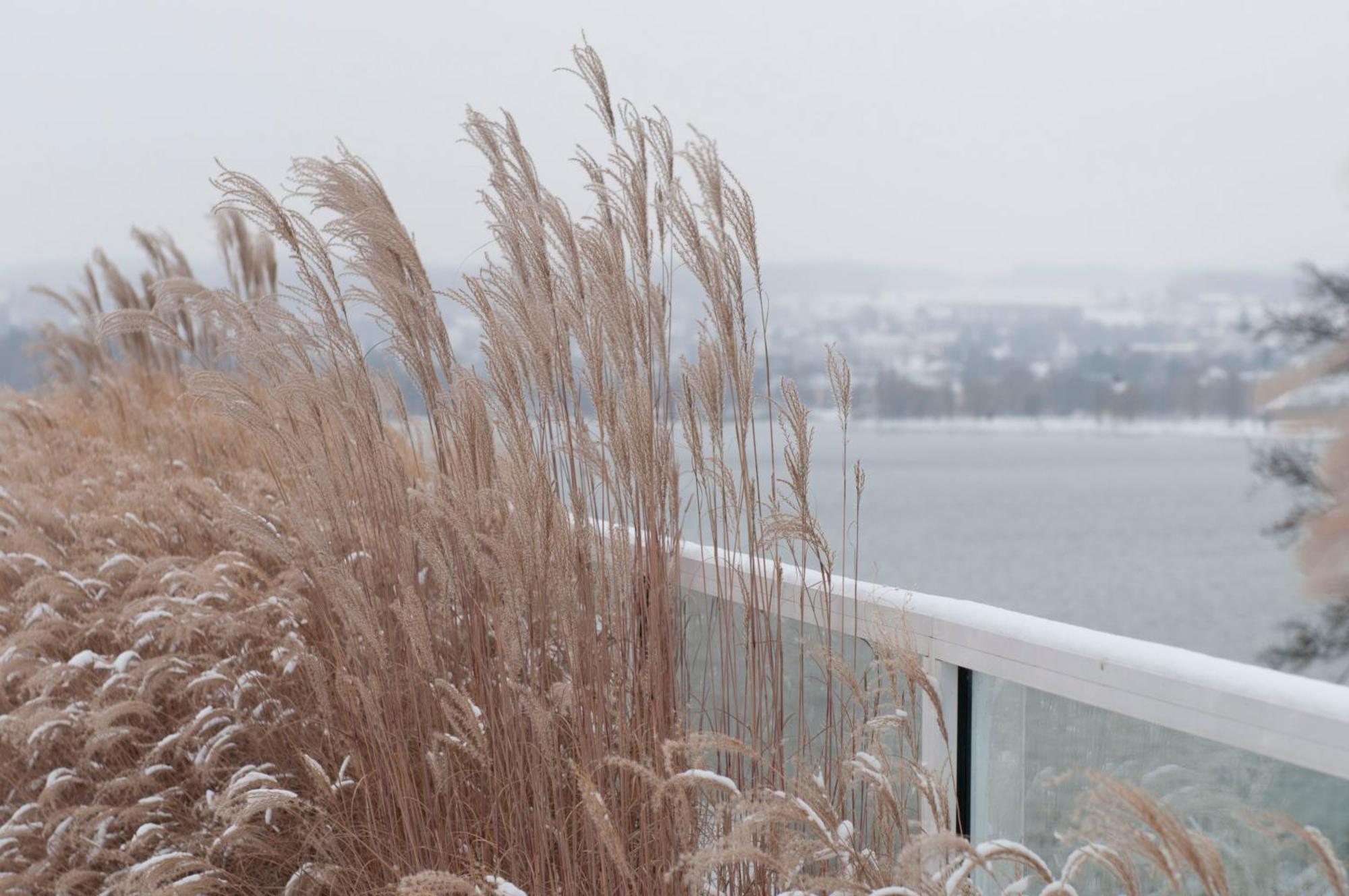 Riva - Das Hotel Am Bodensee Konstanz Exterior photo Reeds on the shore of the lake